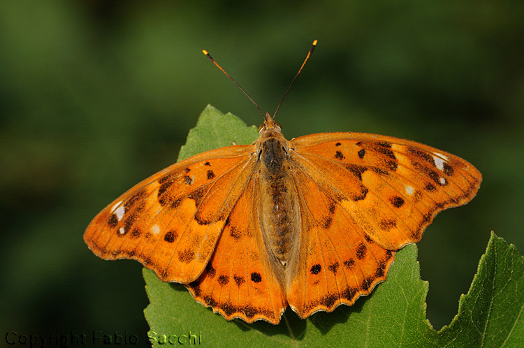 Apatura ilia forma clytie